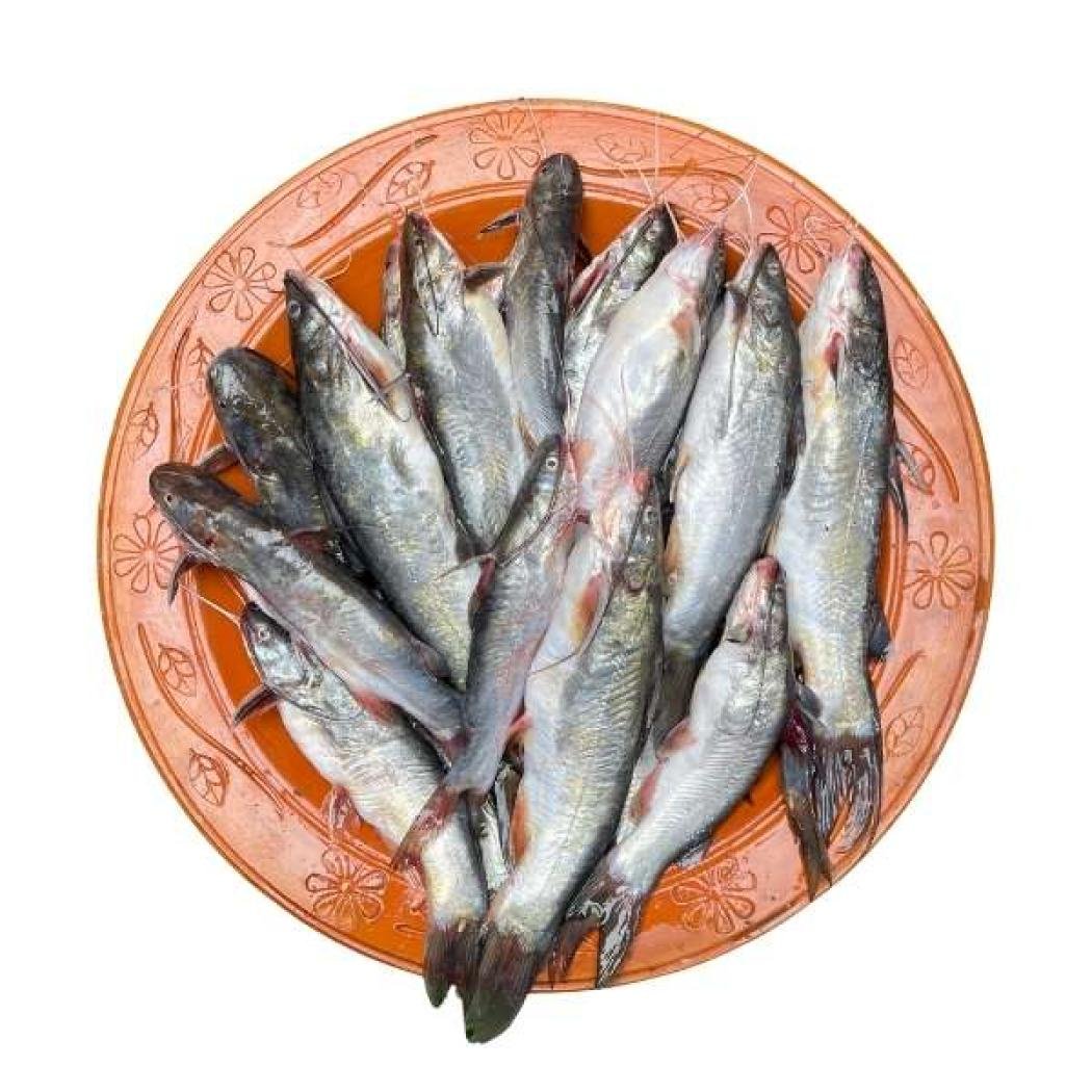 সাতক্ষীরার টেংরা